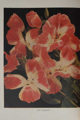 Цветы. Каталог семян / Худож.-оформ. В.Ф. Степанова и В.А. Родченко. М., 1958.